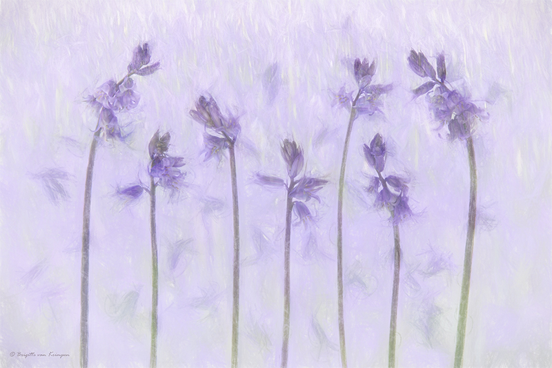 Lilac Fragrance