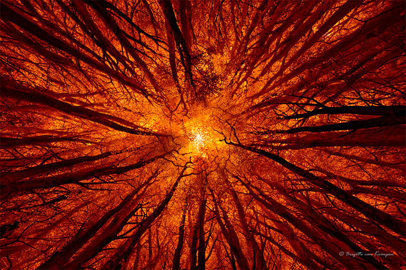 Forest on fire II