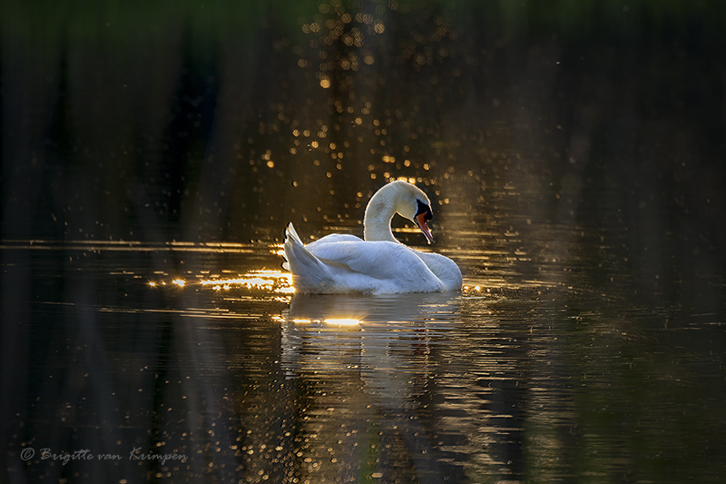 Golden swan
